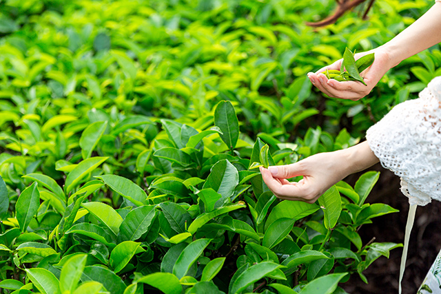 茶葉、種植、茶園-康興醫(yī)療器械官網(wǎng)